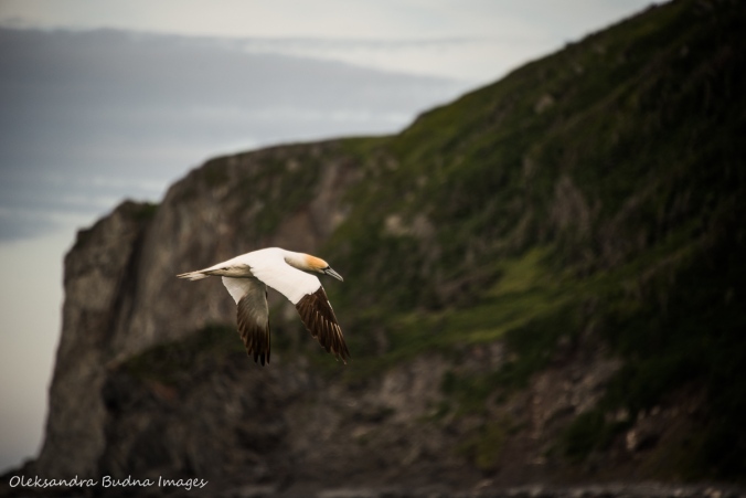 northern gannet in St. Anthony in Newfoundland