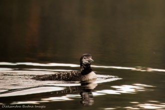 loon on the lake in Algonquin