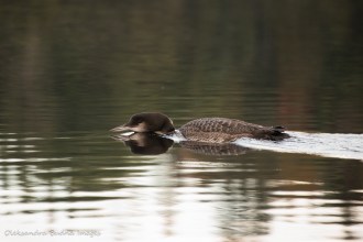 loon on the lake in Algonquin