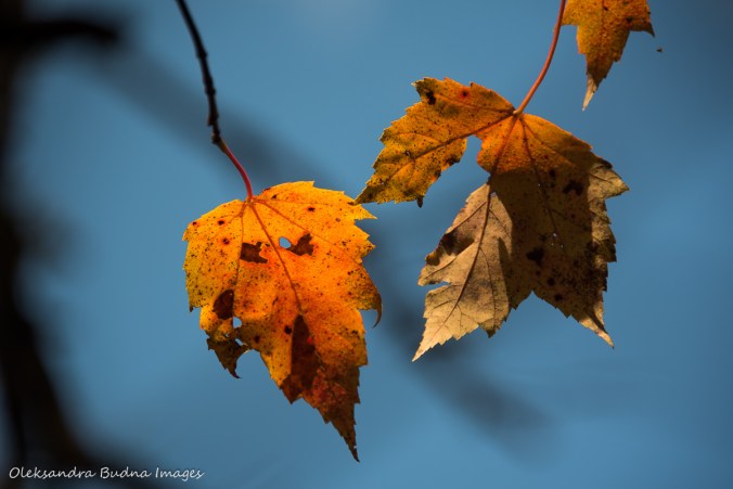 yellow leaves against blues sky