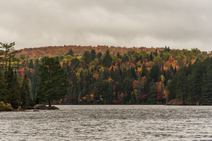 Joe Lake in Algonquin in the fall