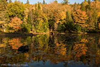 Algonquin in the fall