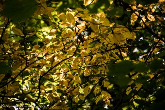yellow leaves