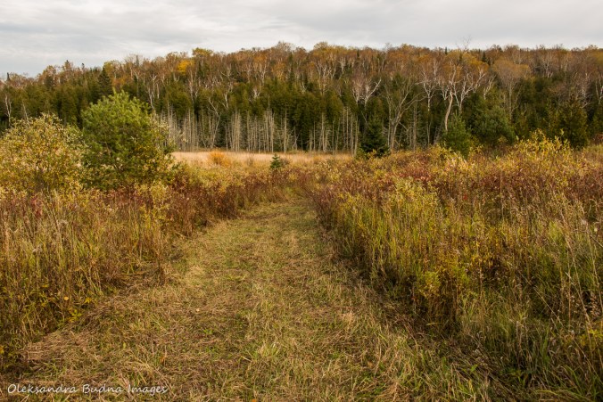 hiking Bruce Trail at Nottawasaga Bluffs Conservation Area