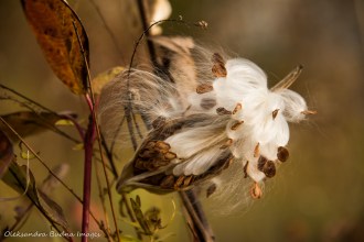 milkweed