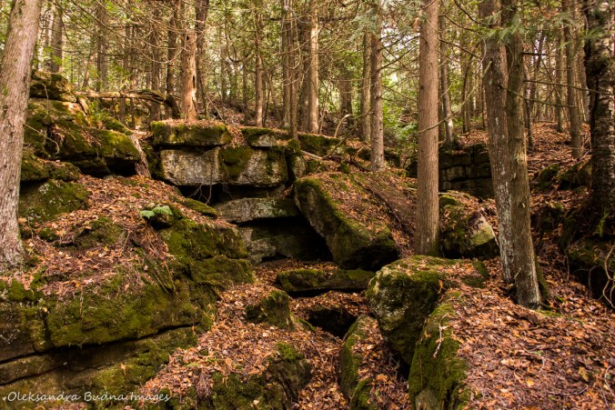 Keyhole Trail at Nottawasaga Bluffs Conservation Area