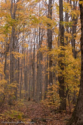 hiking Bruce Trail at Nottawasaga Bluffs Conservation Area