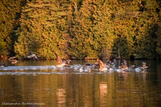 Geese at Rockwood Conservation Area