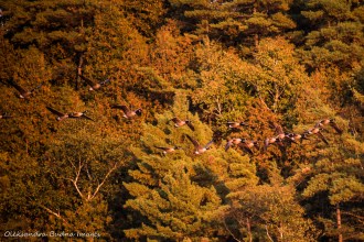 Geese at Rockwood Conservation Area