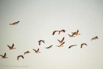 Geese at Rockwood Conservation Area