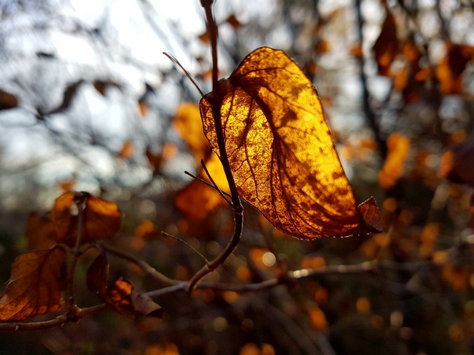 light shining through a yellow leaf