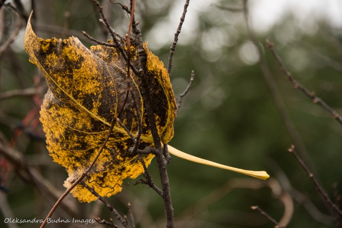 leaf stuck in the branches
