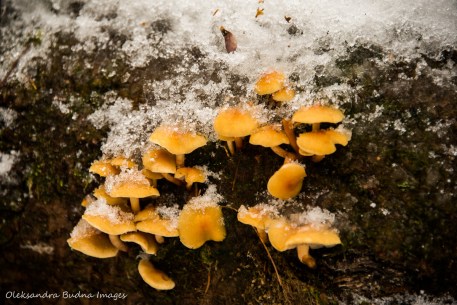 orange mushrooms