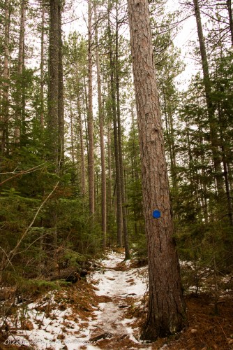 Two Rivers trail in Algonquin