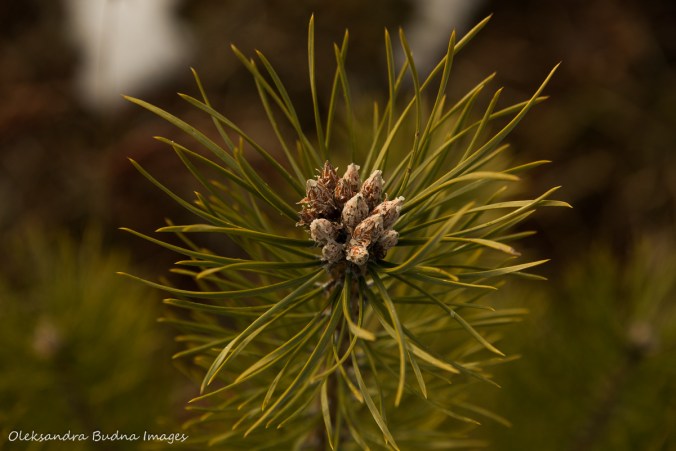 pine branch
