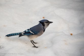 blue jay on the snow