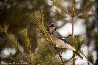 blue jay in a tree