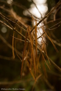 white pine needles