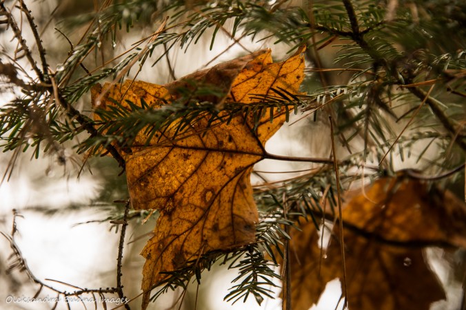 leaf on a fur tree branch