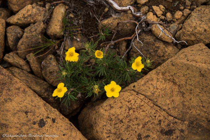 plants in the Tablelands, Gros Morne, Newfoundland