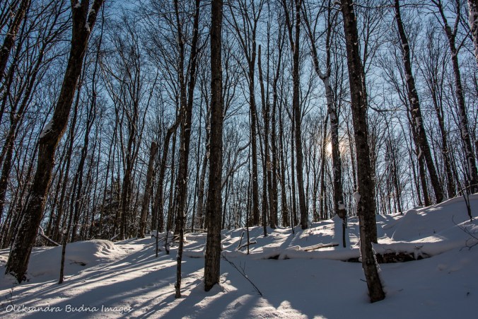 winter forest in Silent Lake Provincial Park