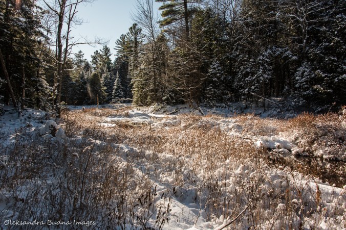 winter forest at Silent Lake Provincial Park