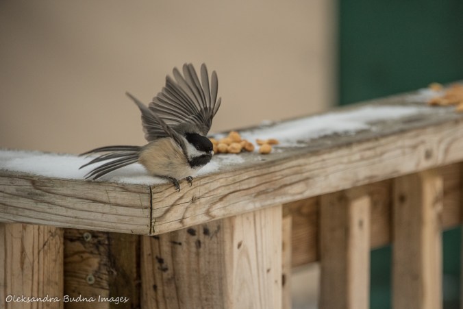 chickadees in Silent Lake Provincial Park