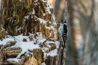 woodpecker in the winter