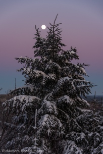 moon over a spruce in the winter in Parc National d'Aiguebelle