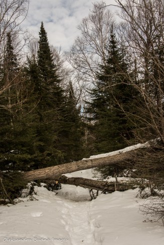 Kabeyun trail in Sleeping Giant provincial park in the winter