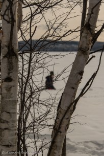 birch tree trunks with a view of WIndy Lake in the background