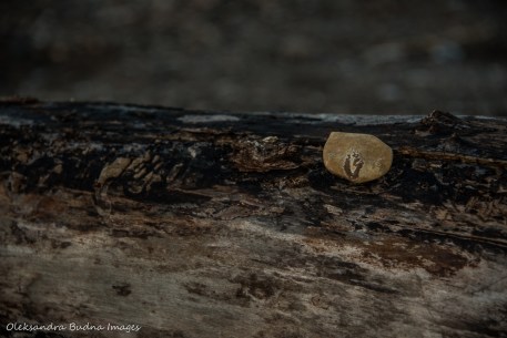 beautiful rock on a log