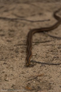 garter snake