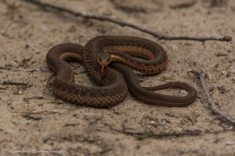 garter snake