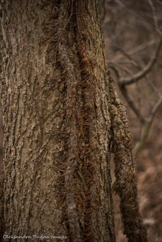 vine climbing a tree