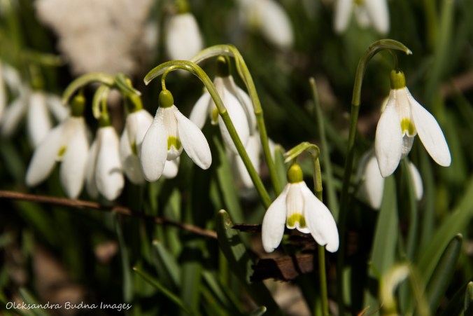 snowdrops