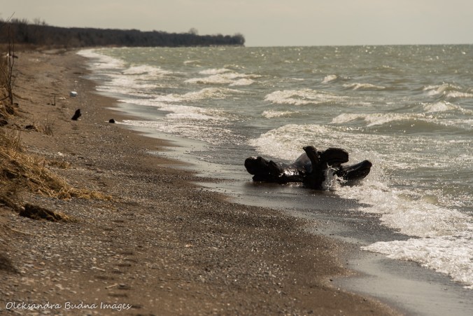 Lake Erie beach at Point Pelee