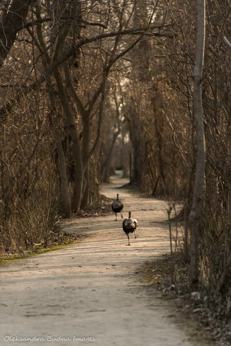turkey at Poitn Pelee