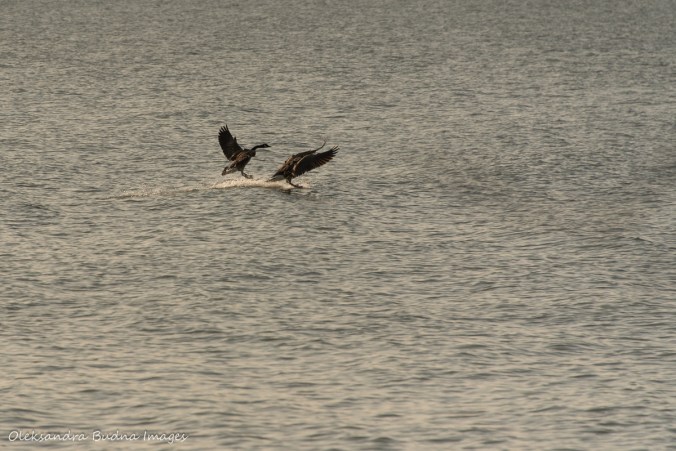 geese landing on the water at Point Pelee