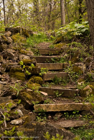 Bruce Trail in Hamilton