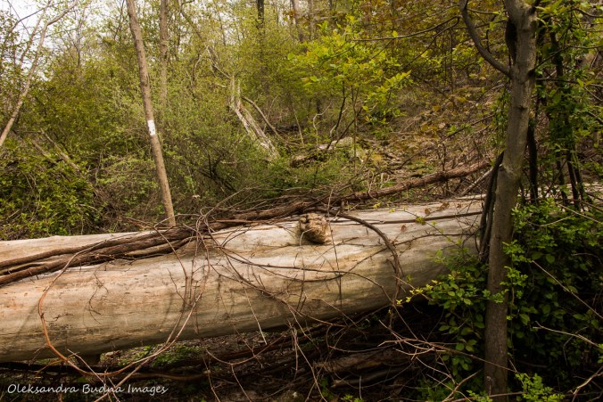 fallen tree on Bruce Trail in Hamilton