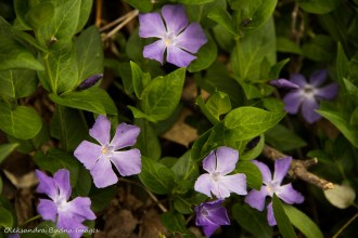 periwinkles