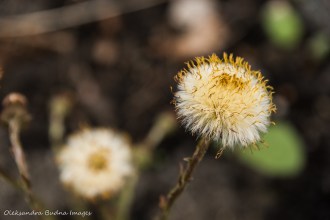 dandelions