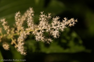 white blooms in the forest