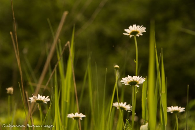 daisies in the meadow