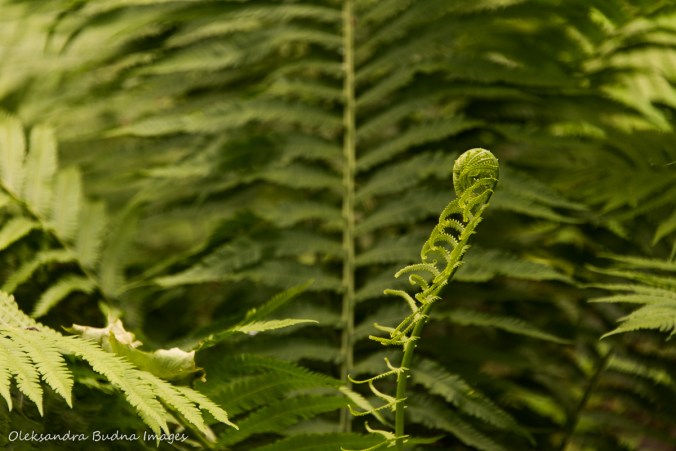 fern in the forest