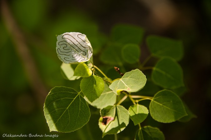 leaf with a maze