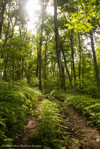 green forest in the spring at Hockley Valley Nature Reserve