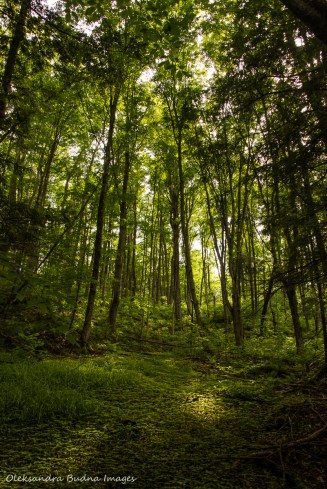 green forest in the spring at Hockley Valley Nature Reserve