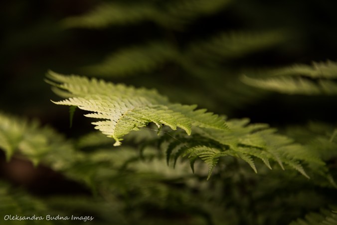 fern in the forest